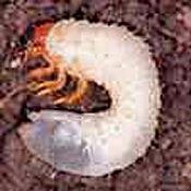 European Chafer Grub